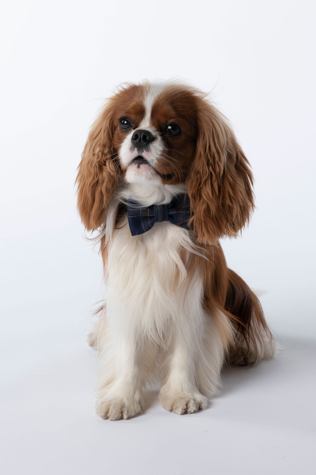 Dapper dog deals ties